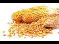 Grains Storage: 4 Grains You Can Buy Now, And Make Over 50% Return On Investment By 2025.