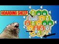 The Mad Sheep Strategy in Catan Ranked