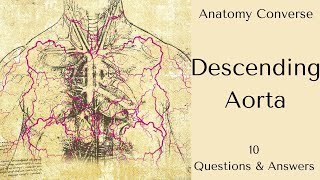 Descending Aorta Anatomy 10 QA