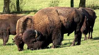 Bison Are Making a Comeback: Find Out How!