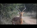 rhulani minute safari male impala displaying