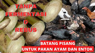 TERBARU !! SIMPEL MENGOLAH BATANG PISANG JADI PAKAN AYAM DAN ENTOK TANPA FERMENTASI DAN REBUS