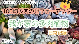 【多肉植物】100均多肉のビフォーアフター これからが買い時100均多肉