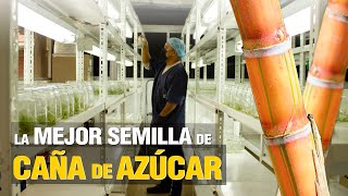 ¡LA MEJOR Semilla de Caña de Azúcar! 🌱