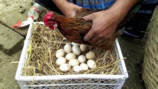 Hen Hatching Eggs | Chicken Reproduction Process | Hen Egg Hatching || Agriculture FARMING