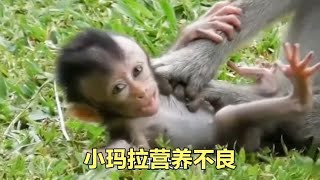 【脸红动物世界】小玛拉营养不良，受疫情影响桑格猴林里的长尾猕猴处于饥饿中