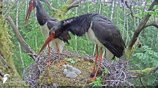 Melnais stārķis~Both are reacting to a White tailed eagle~6:37 am 2024/05/30