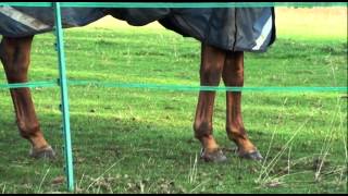 Preventing mud fever | Your Horse