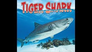 Tiger shark at Burma Banks