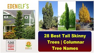 28 Best Tall Skinny Trees Columnar Tree Names #skinnytree #balconygarden #indoorplants #gardenideas