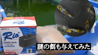 (変化)ポンプを回して稚魚を掬ったらかなり化けてました#koi #錦鯉 #自家産#microfishing