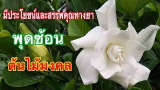 พุดซ้อน ต้นไม้มงคล มีประโยชน์และสรรพคุณทางยา | วิธีการปลูกต้นพุดซ้อน