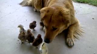 Dog (half Coyote/Retriever) adopts 10 baby chicks