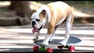 スケボー大好き！わんちゃん（だいちゃん）Skateboarding Dog DAI ( Long version ) 湘南茅ヶ崎