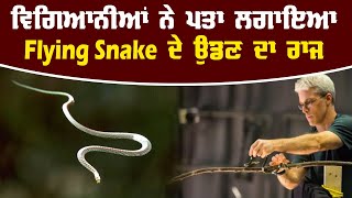 ਵਿਗਿਆਨੀਆਂ ਨੇ ਪਤਾ ਲਗਾਇਆ Flying Snake ਦੇ ਉਡਣ ਦਾ ਰਾਜ