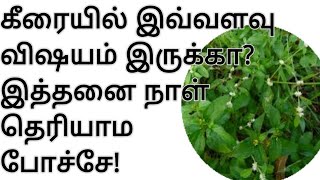 10 வகை கீரைகள், மருத்துவபயன்கள்|benefits of keerai|keerai vagaigal tamil|Types of spinach tamil