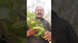 #shorts /raghupathi herbal Tips/விராலி/Edema/swelling/Inflammation