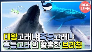 대왕고래냐... 혹등고래냐⁉ 혹등고래의 황홀한 브리칭🐋｜#MBClife #MBC스페셜 MBC120302방송