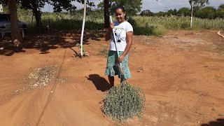 Fazendo vassoura de mato e varrendo o quintal.