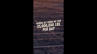 Across All Yards We Feed 25,000,000 LBS per day of Feed