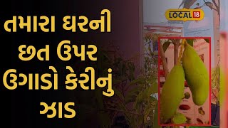 Jamnagar Mango News : તમારા ઘરની છત ઉપર ઉગાડો કેરીનું ઝાડ, બારેમાસ સ્વાદ માણી શકશો