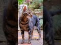 Funniest Animals 🐧 - Best Of The 2024 Funny Animal Videos 😁 - top 10 cutest cat | cats in the world