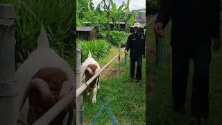 Kambing Boer Kelas A