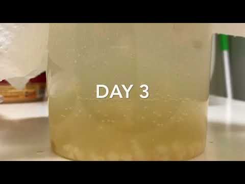 How to transform milk kefir into water kefir (Vegan) How to transform milk kefir into water kefir (Vegan)