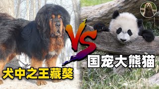 大熊猫能轻松单挑藏獒？憨态可掬的“大熊猫”，真实战斗力有多强？【万物灵】