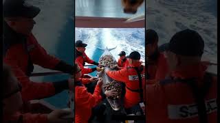 Removing Millions of Barnacles from a dolphin's Body – Satisfying Rescue 33