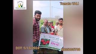 Tomato Vali Mysore Karnataka January 2025