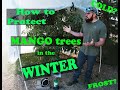 How to Protect Mango trees in the Winter | Cold Protection