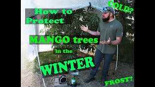 How to Protect Mango trees in the Winter | Cold Protection