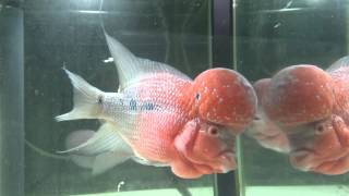 花羅漢 FLOWERHORN  フラワーホーン2才魚 超ビッグヘッド２９センチ！