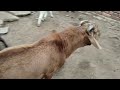 first time goat mating video female goat and male goat mathing video live camera capture goat 🐐🐐