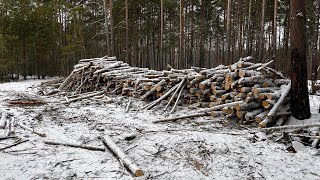 На Коростенщині незаконно вирубують ліси.