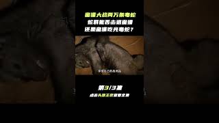 Pt3/3 大连蛇岛两万条毒蛇，两只蜜獾上岛，蛇群是否会面临灭顶之灾？【科普任意门】#shorts