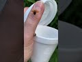 releasing nine spotted ladybugs