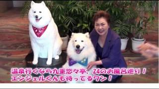 全国看板犬コンテストで「見事に全国一位」・エンジェル犬