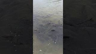 Big Size Pomfret Fish🐬 | Feeding the fish🎣 | Vaval Meen 🎣 #shorts #fishing