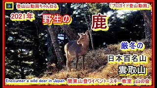 「プロガイド登山動画」「野生の鹿に遭遇ー雲取山・三峯神社コースー鬼滅の刃の聖地！2021年度新春ー極寒ー１３℃ー日本百名山、山梨百名山、埼玉県、東京都最高峰」