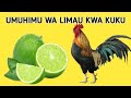 USINUNUE TENA DAWA ZA KUKU TUMIA LIMAU KUTIBU NA KUKINGA MAGONJWA MBALIMBALI KWA KUKU#ufugaji #tiba