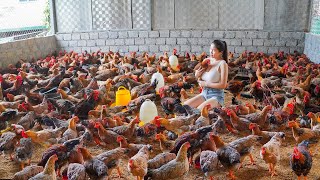 Use Truck Buy Many Chickens From Chicken Farm To Sell To Villagers. My Farm / Đào