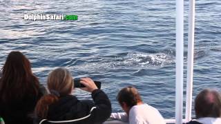 Giant Fin Whale \