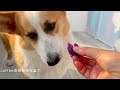 🥰萌宠vlog🐶🐱 柯基男孩子和女孩子吃东西的区别！【胖胖家的猫】