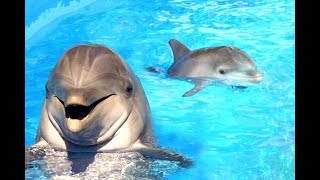 🔴 Yunus sesi terapi rahatlama. Dolphin singing. Soothing Music for Meditation, Therapy, Sleep Relax