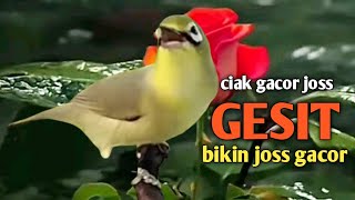 CIAK GACOR JOSS KECIAL KUNING GESIT || CEPAT BIKIN KECIAL JOSS GACOR