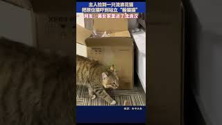 主人捡回一只流浪猫，把原家猫吓得躲猫猫#猫咪