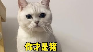 【小风车车】越看它以前的照片越佩服我这养猪的技术