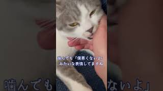 【後編】ものすごく甘えてくる猫ちゃんです　＃Shorts